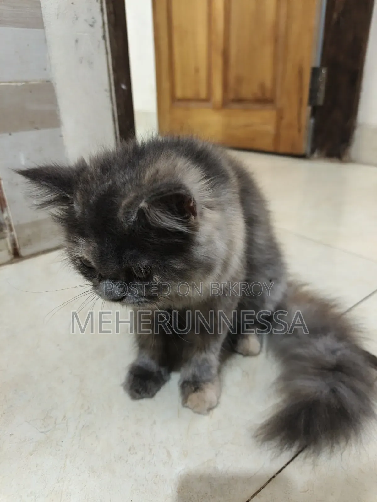 3-6 Months Female Purebred Persian Cat
