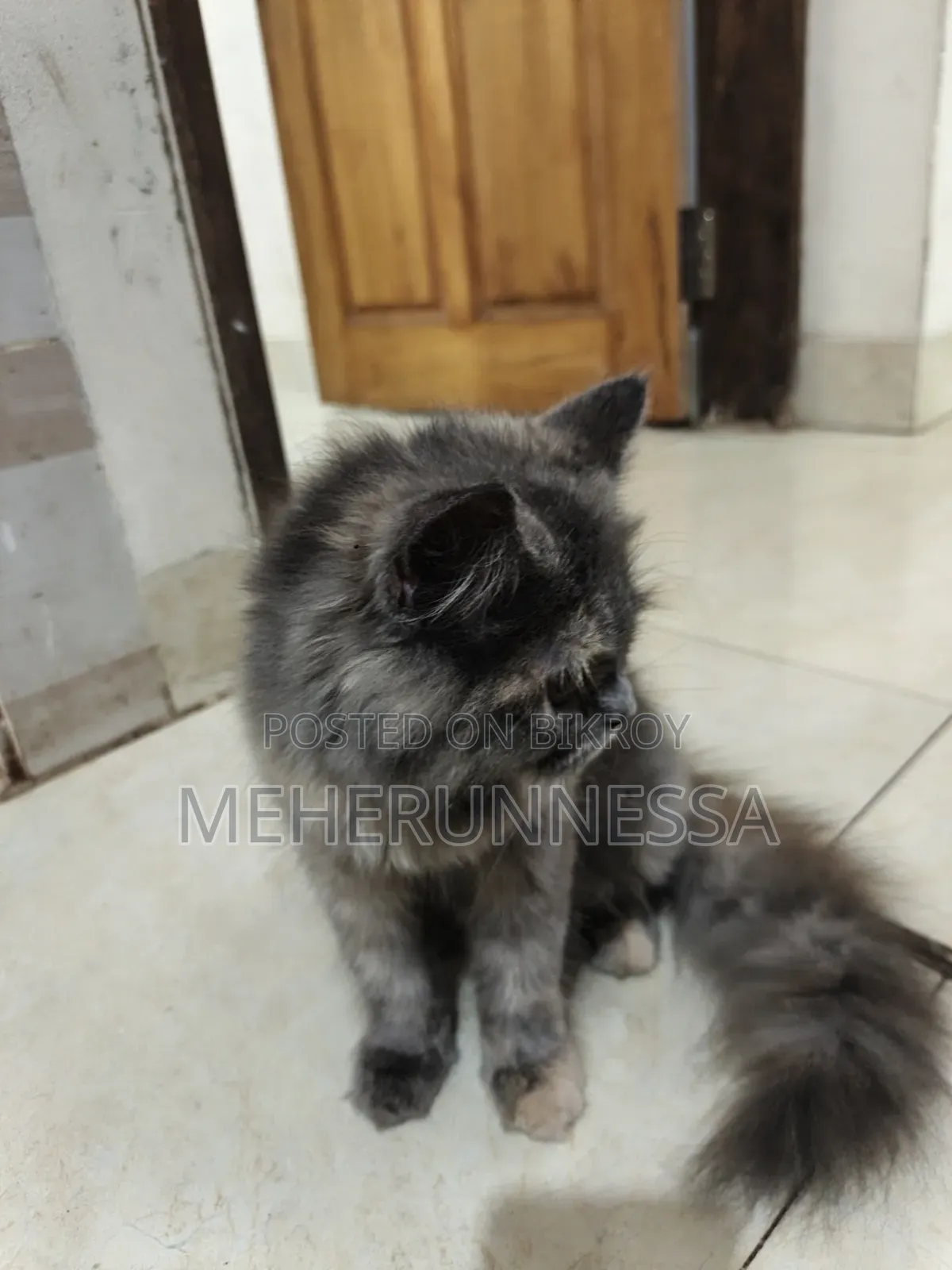 3-6 Months Female Purebred Persian Cat