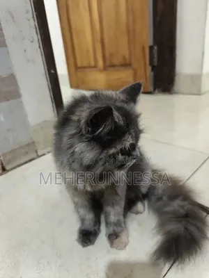 3-6 Months Female Purebred Persian Cat