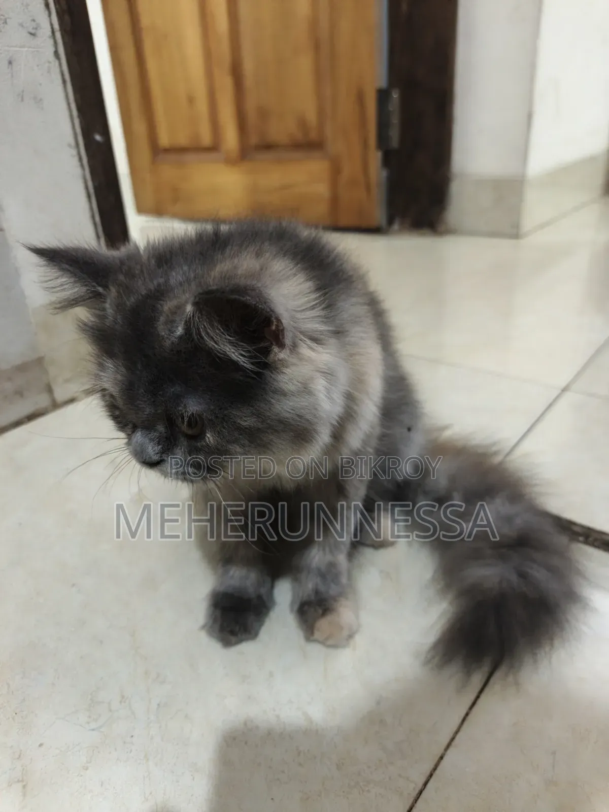 3-6 Months Female Purebred Persian Cat