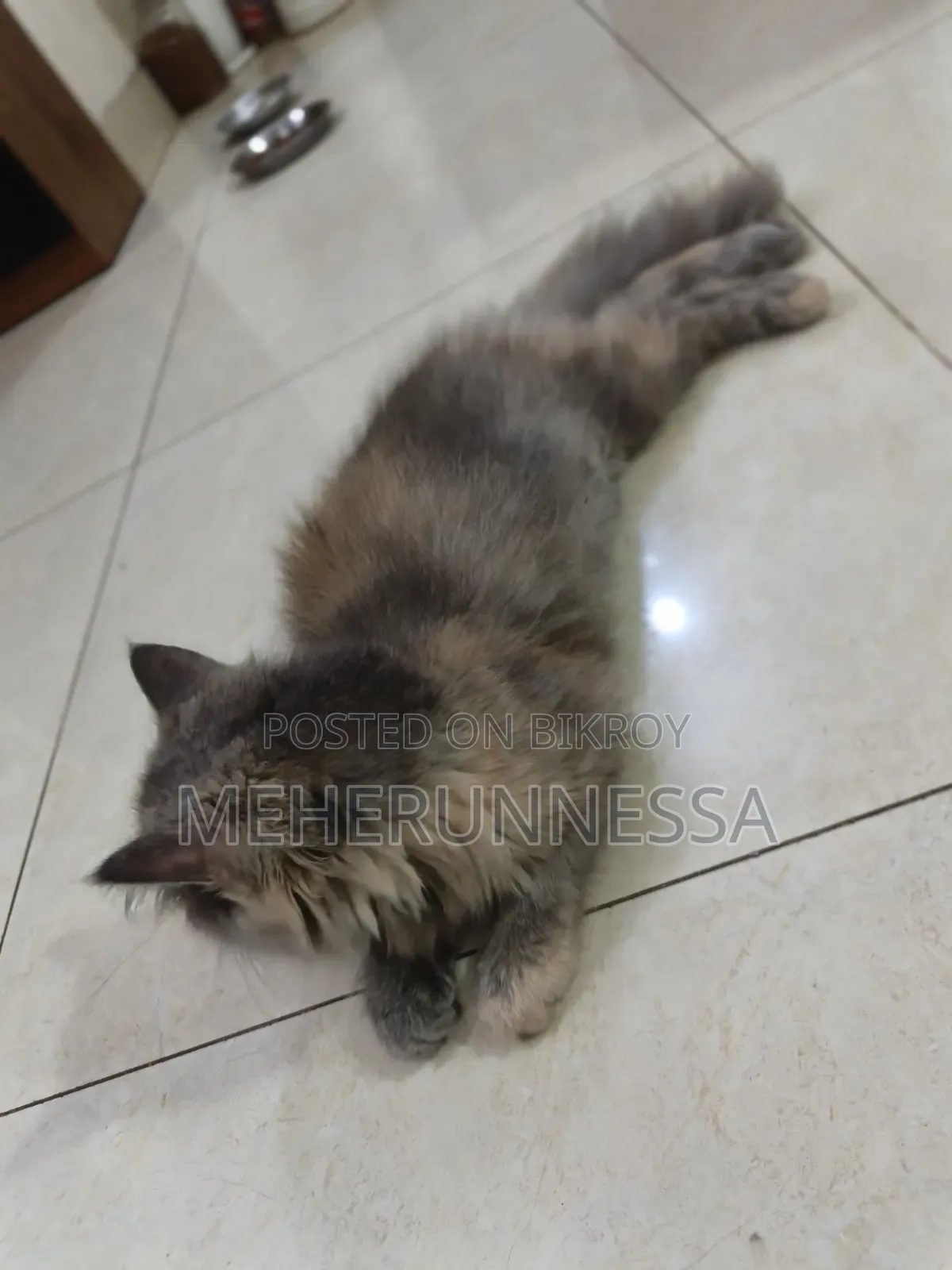 3-6 Months Female Purebred Persian Cat
