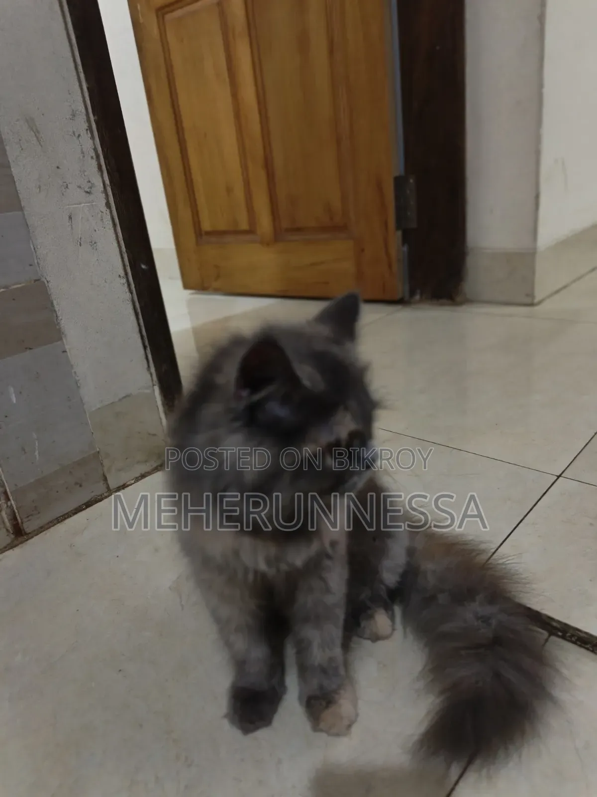 3-6 Months Female Purebred Persian Cat