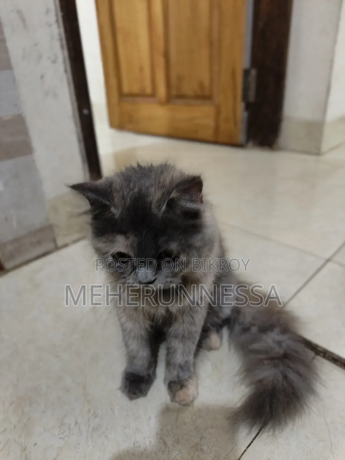3-6 Months Female Purebred Persian Cat