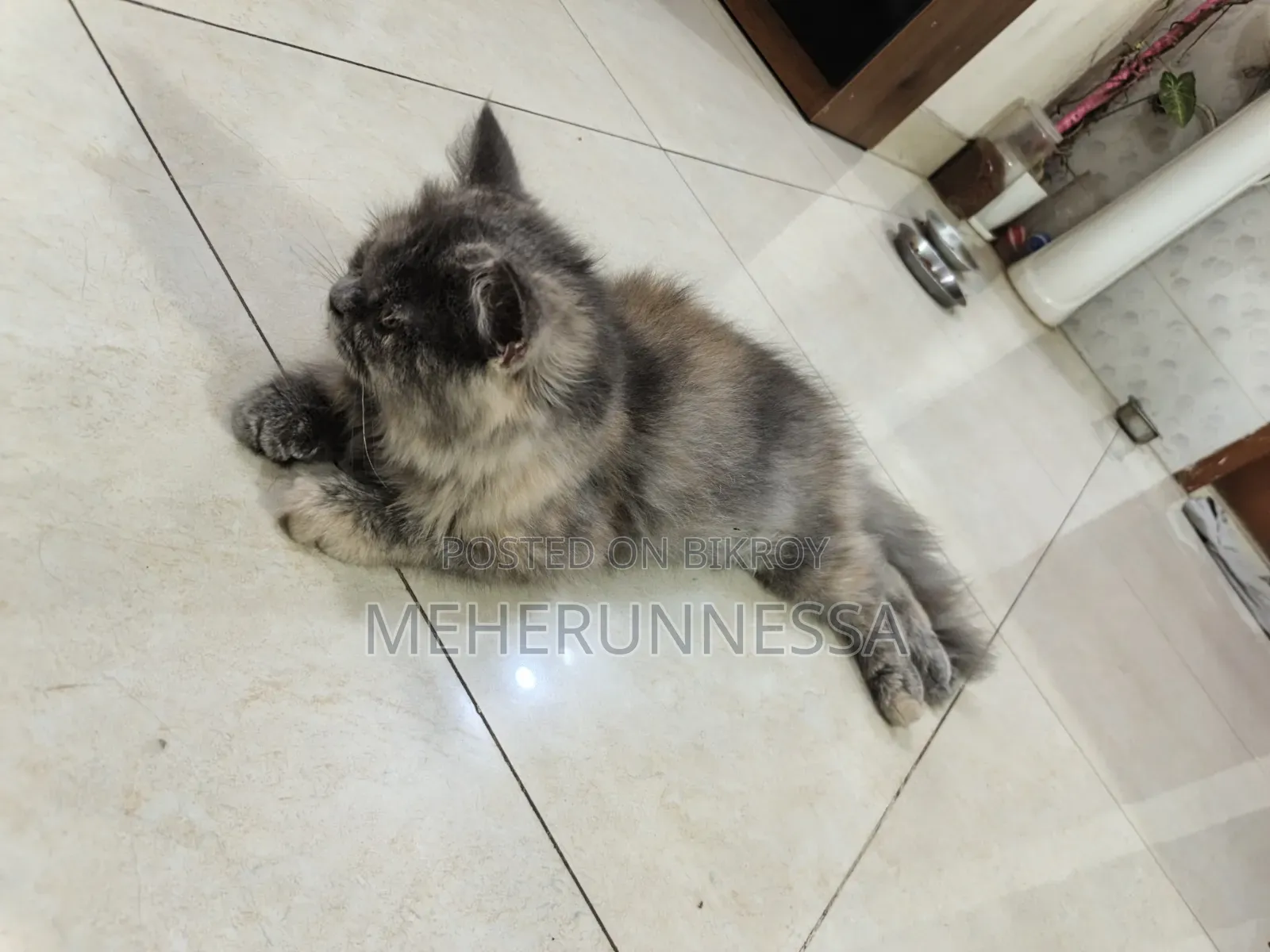 3-6 Months Female Purebred Persian Cat