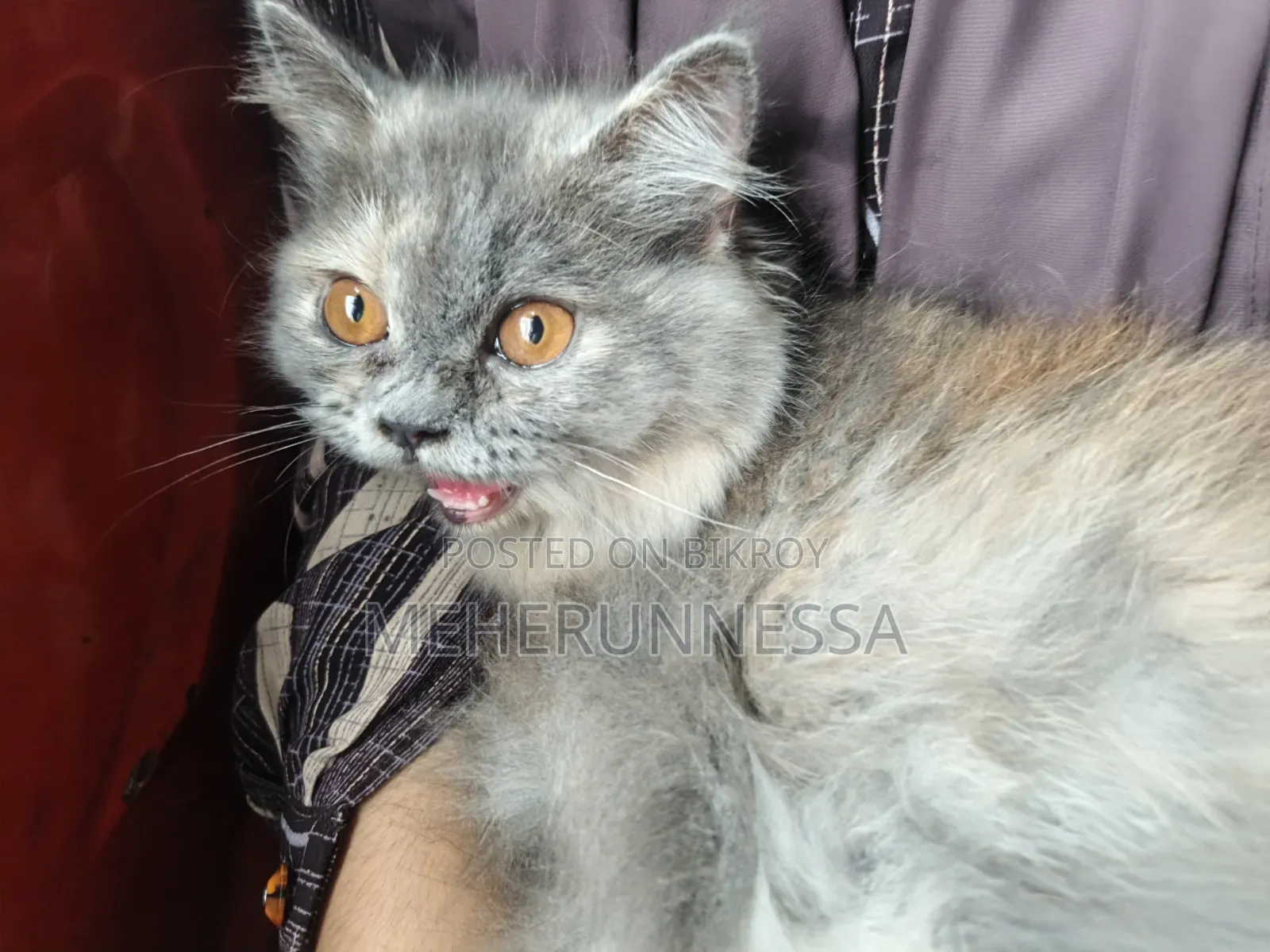 3-6 Months Female Purebred Persian Cat