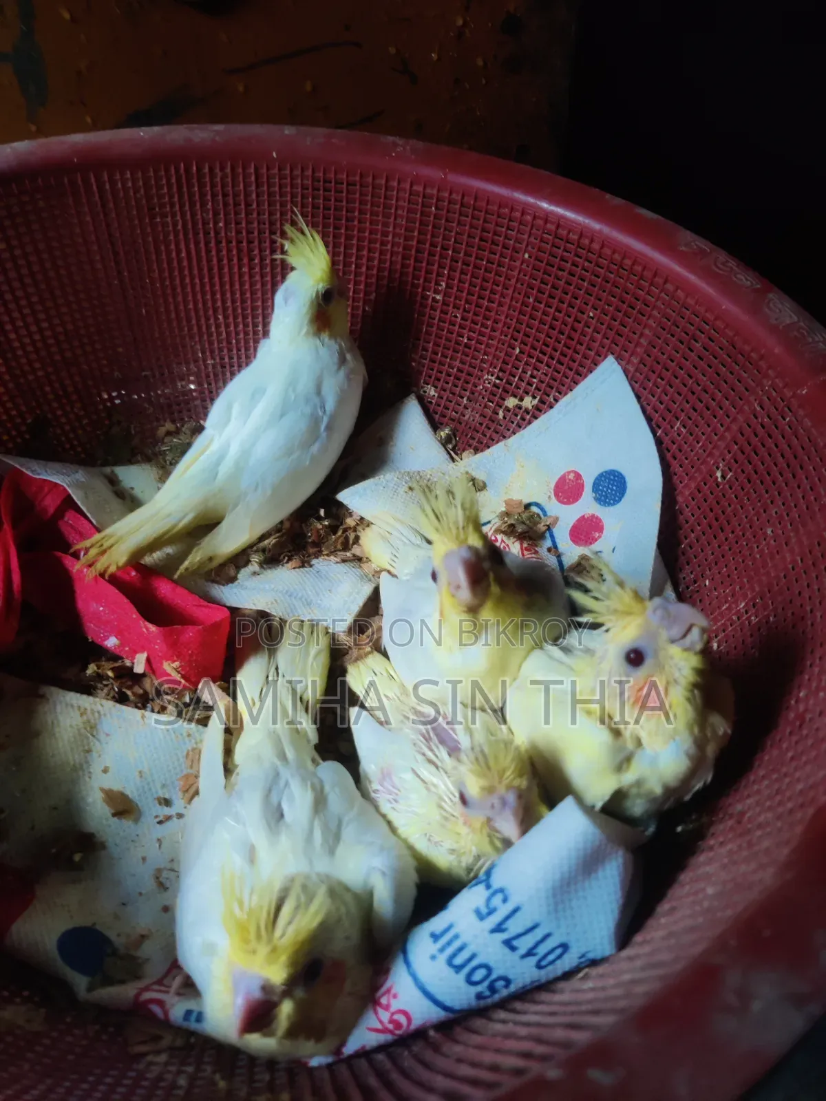 ৫ টি লুটিনো পার্ল ককাটেল বেবি সেল করা হবে
