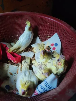 ৫ টি লুটিনো পার্ল ককাটেল বেবি সেল করা হবে