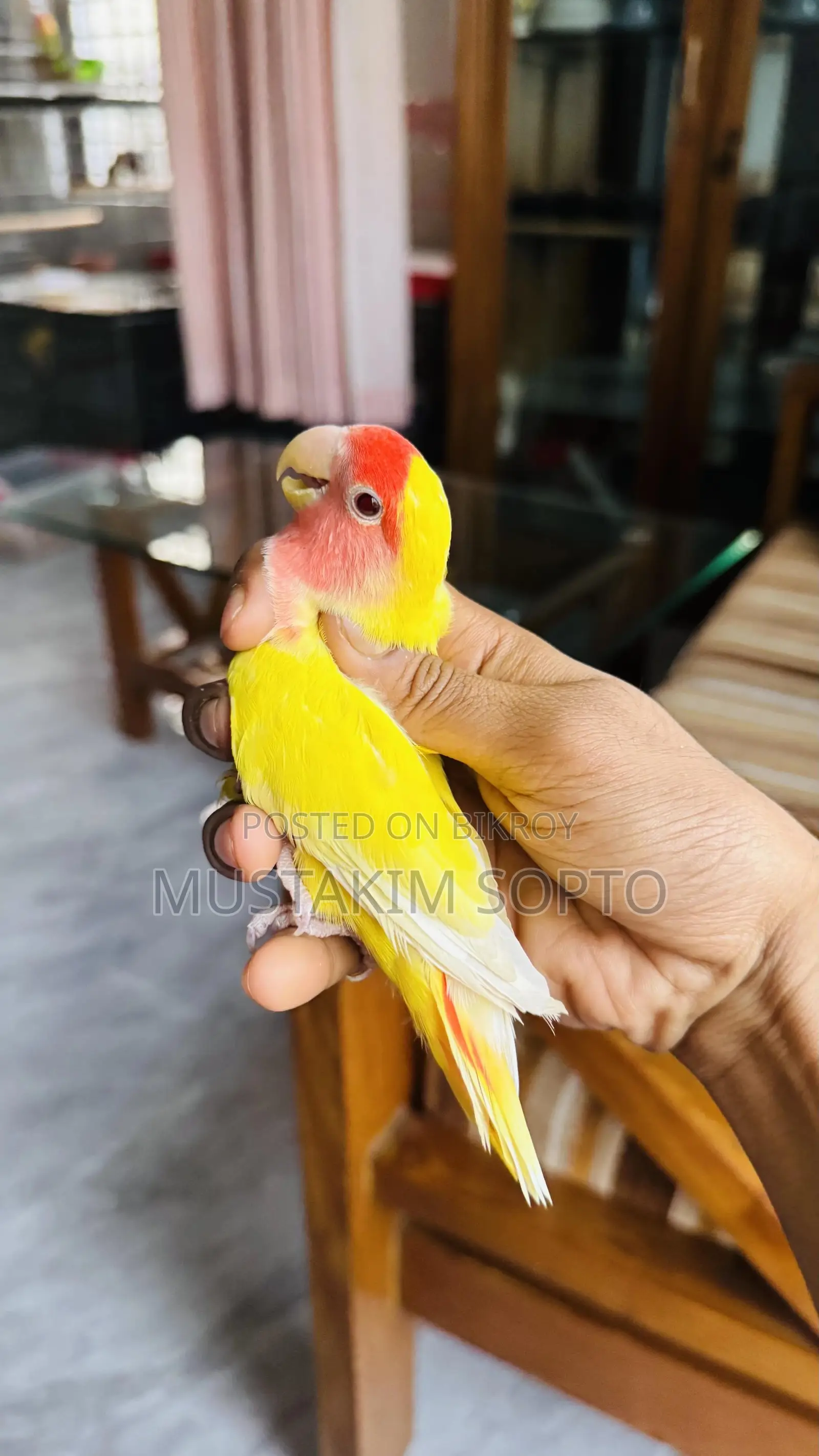 3 Piece Lovebird