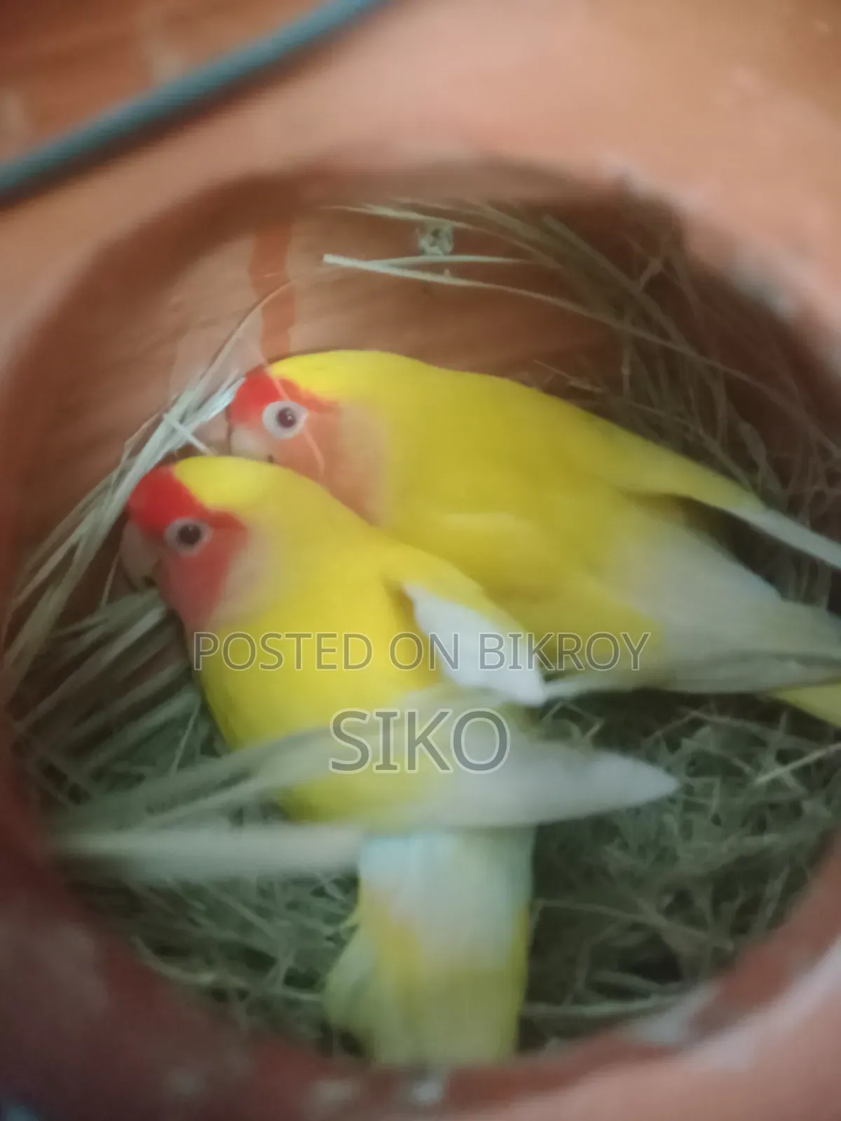 লাভ বার্ডস