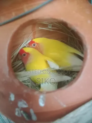 লাভ বার্ডস