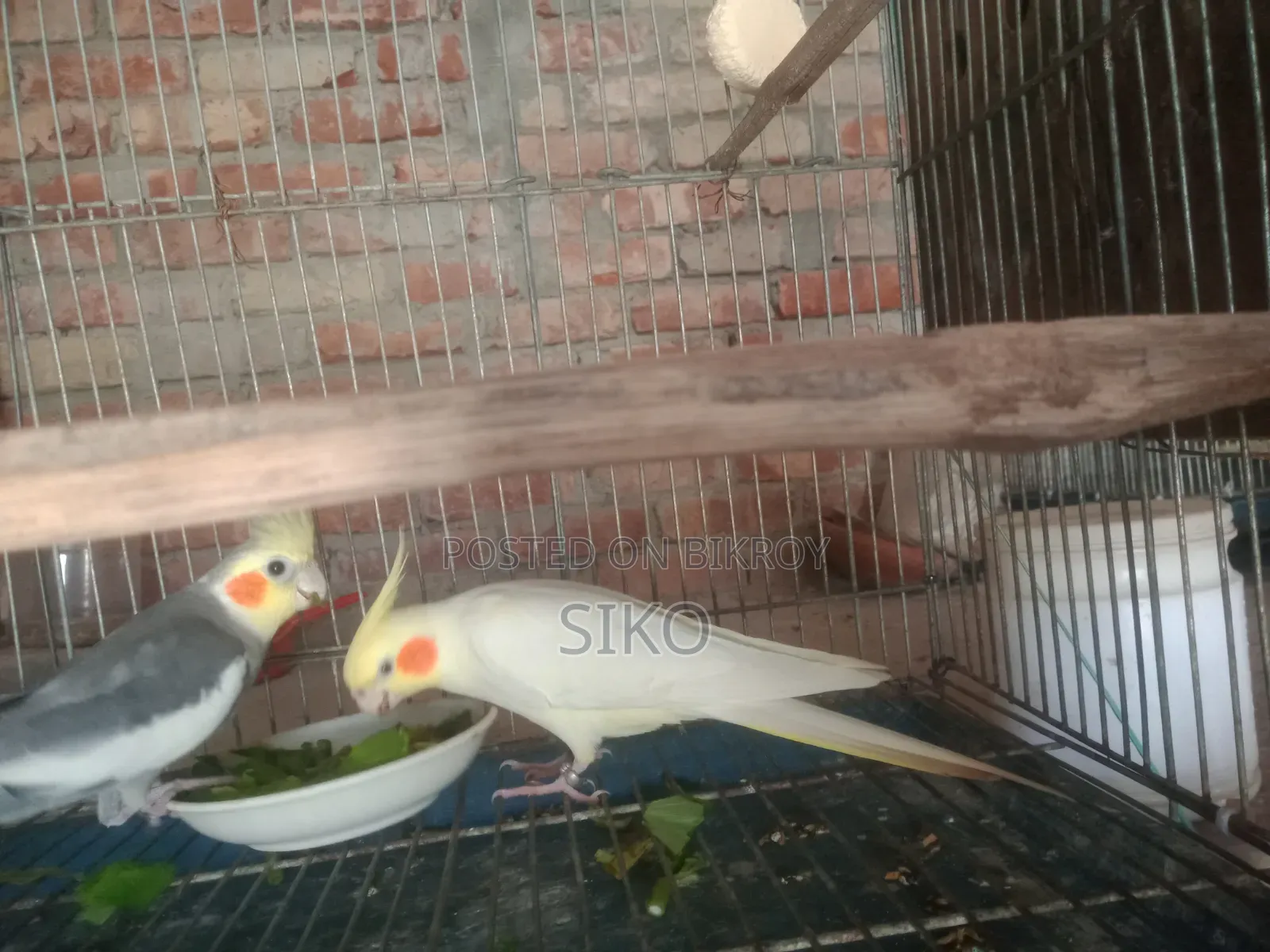 লাভ বার্ডস