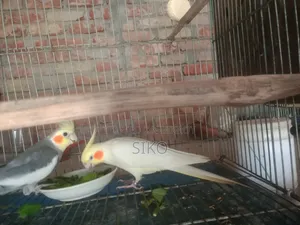 লাভ বার্ডস
