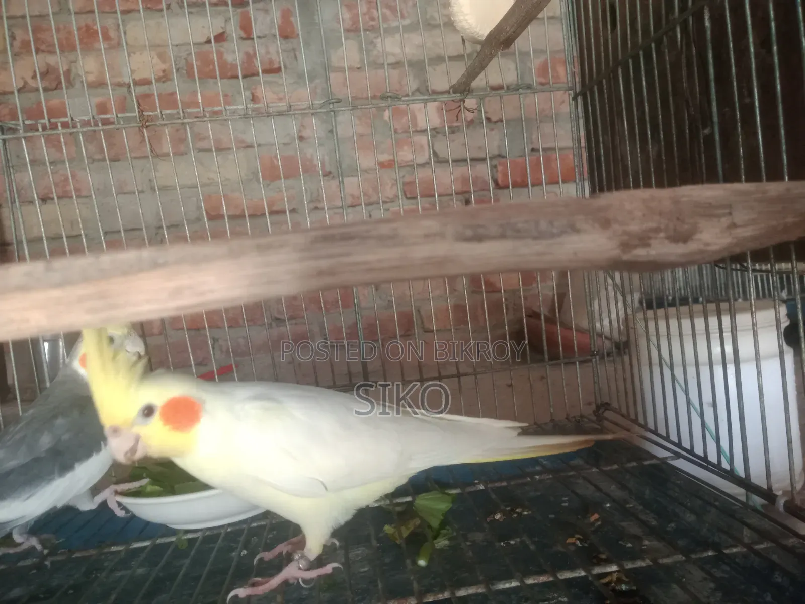 লাভ বার্ডস