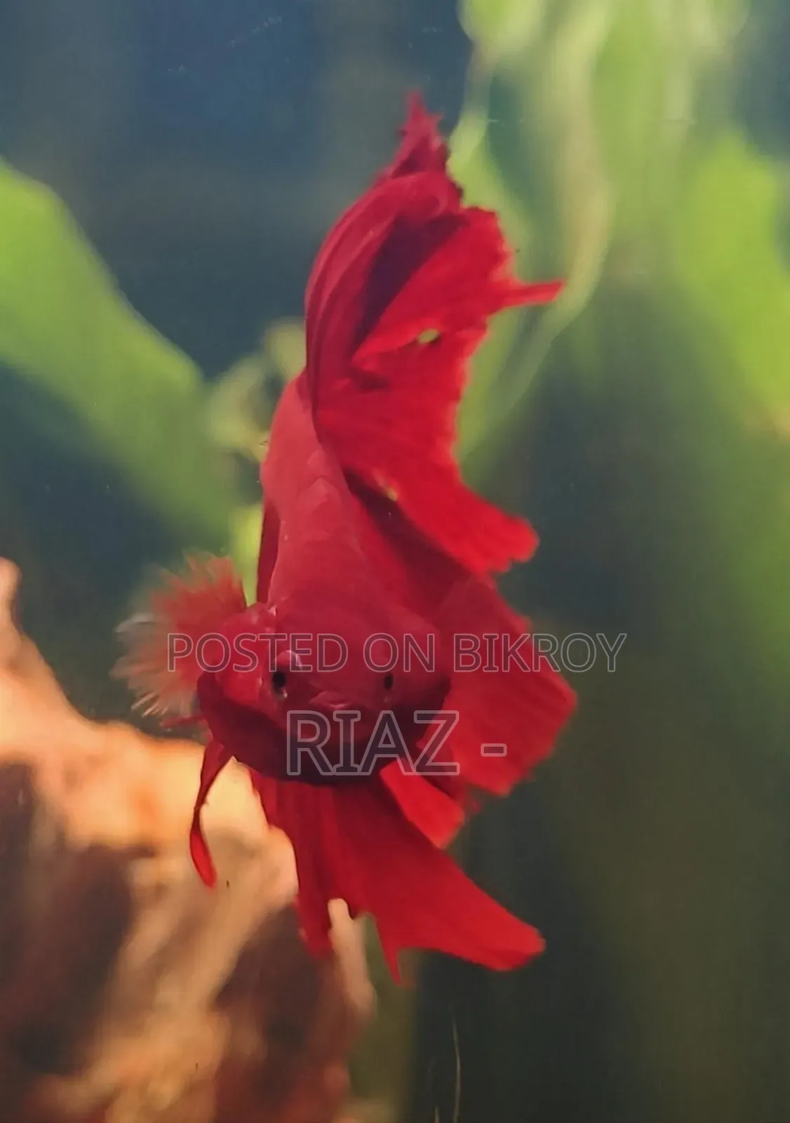 সুপার রেড বেটা বিক্রয়ের জন্য