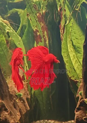 সুপার রেড বেটা বিক্রয়ের জন্য