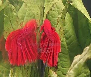 সুপার রেড বেটা বিক্রয়ের জন্য