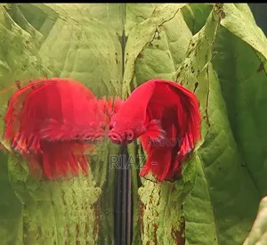 সুপার রেড বেটা বিক্রয়ের জন্য