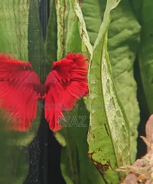 সুপার রেড বেটা বিক্রয়ের জন্য