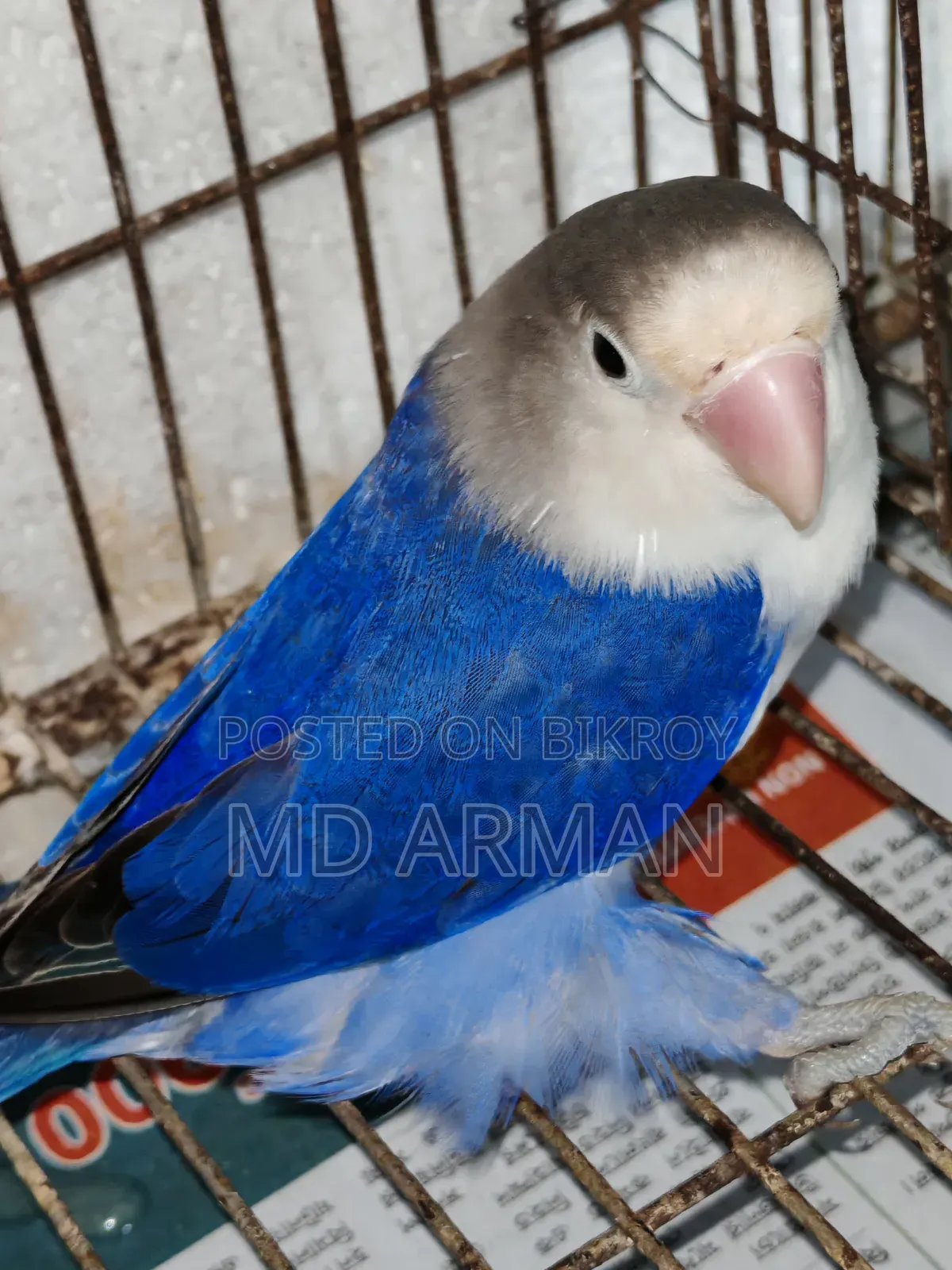 Violet Ewing Fisher Love Bird.