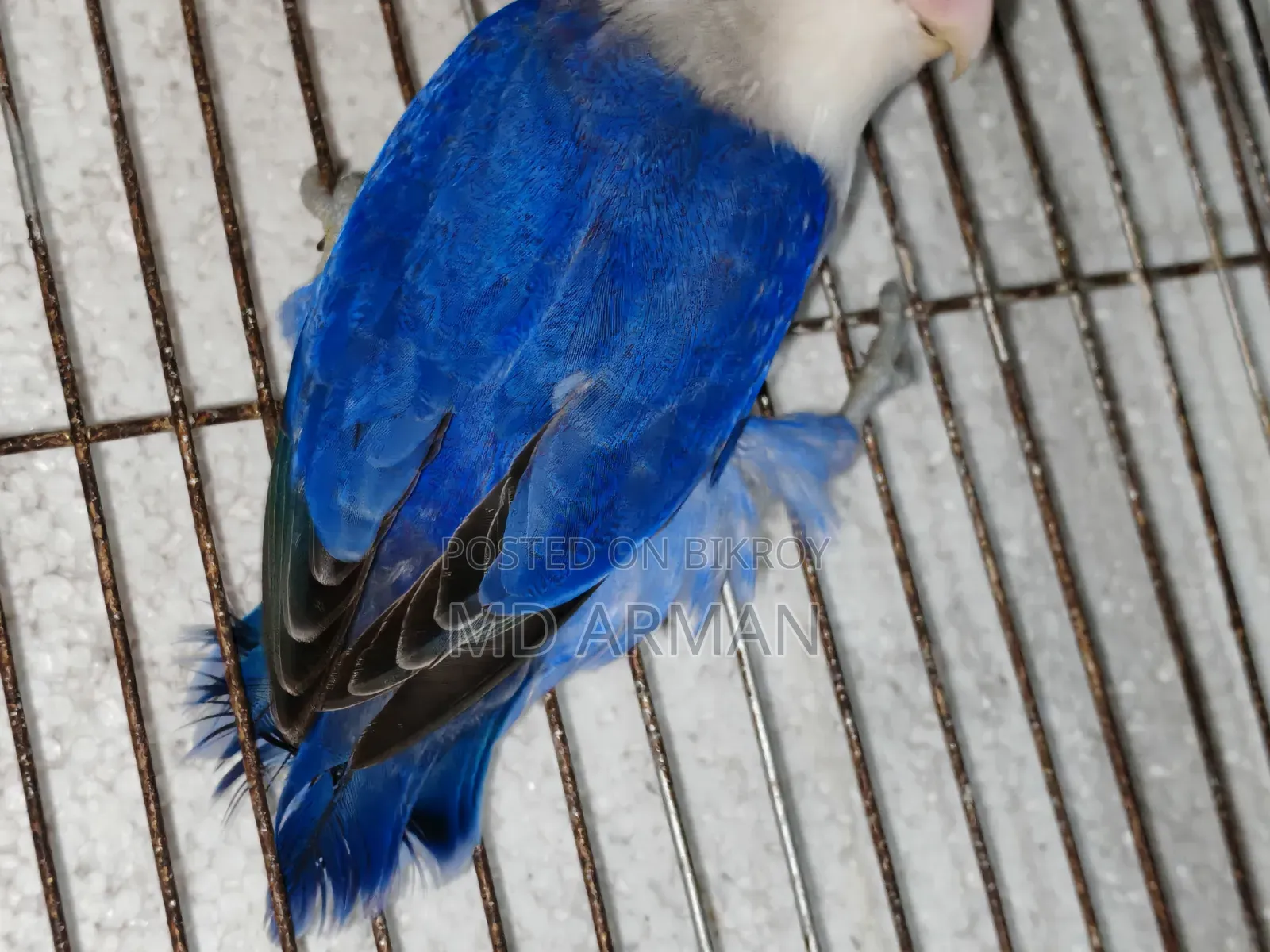 Violet Ewing Fisher Love Bird.