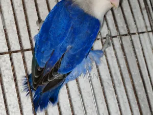Violet Ewing Fisher Love Bird.