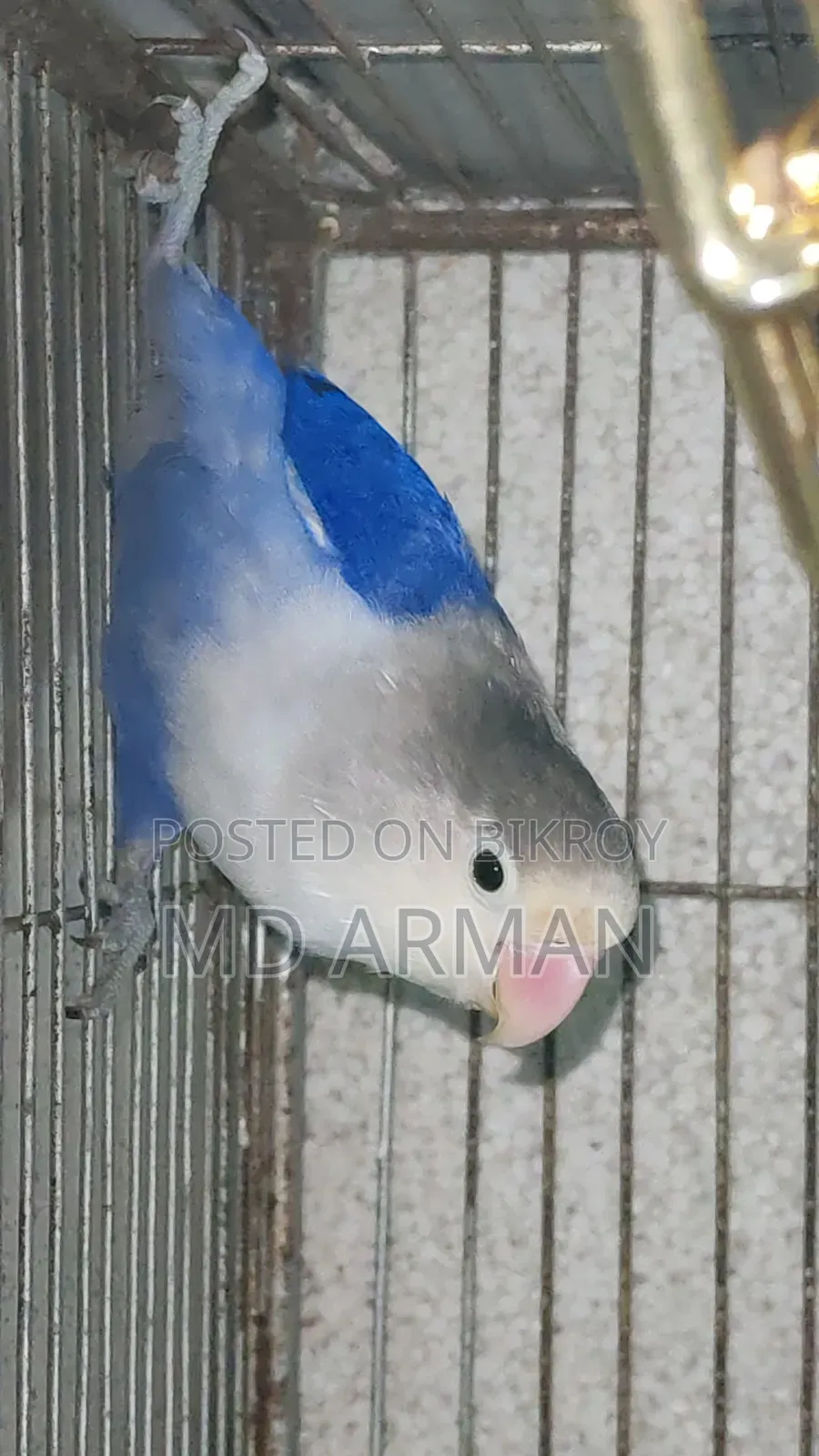 Violet Ewing Fisher Love Bird.