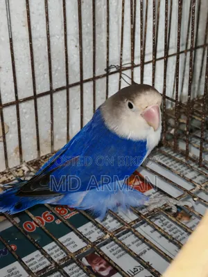 Violet Ewing Fisher Love Bird.