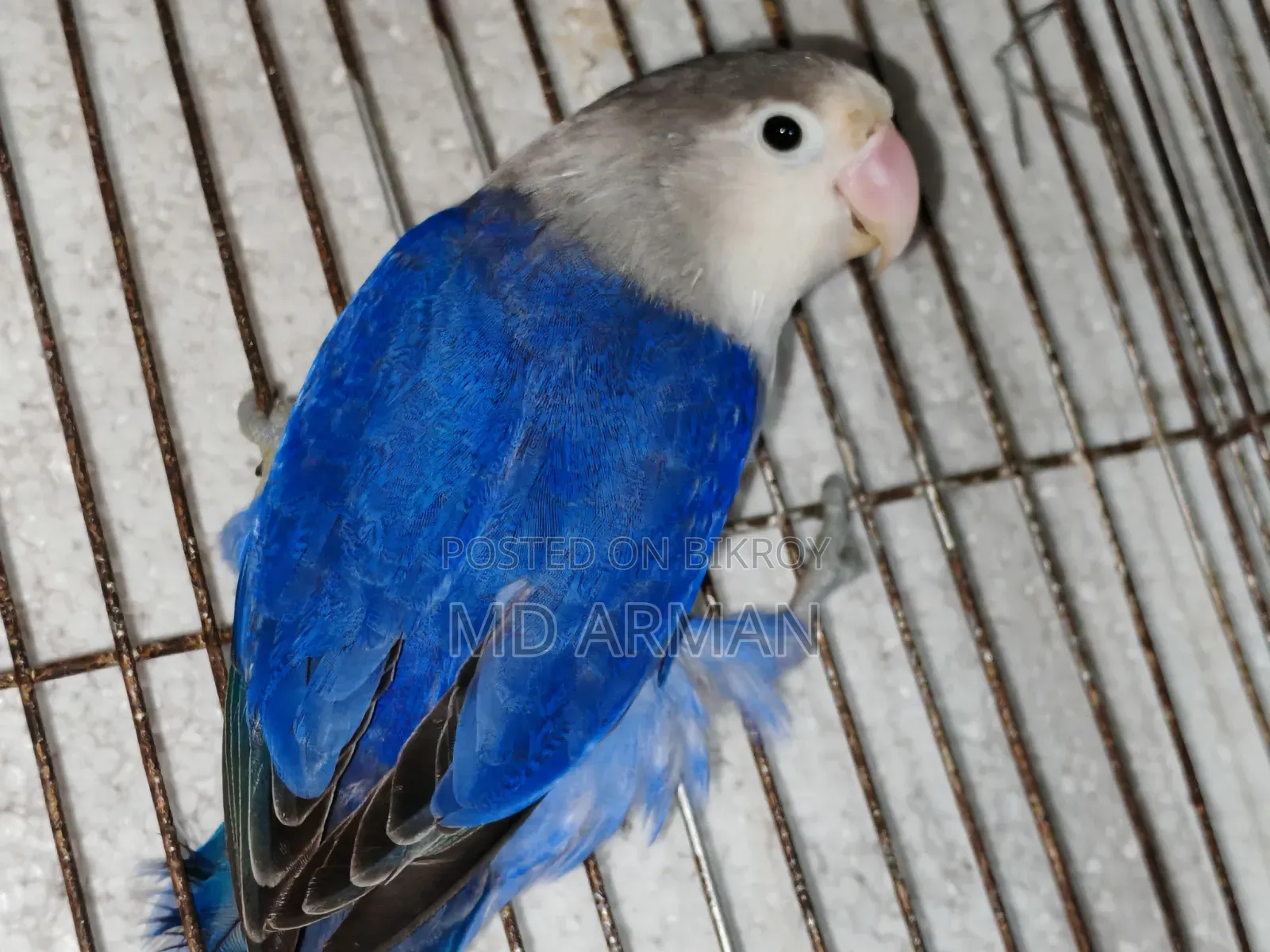 Violet Ewing Fisher Love Bird.
