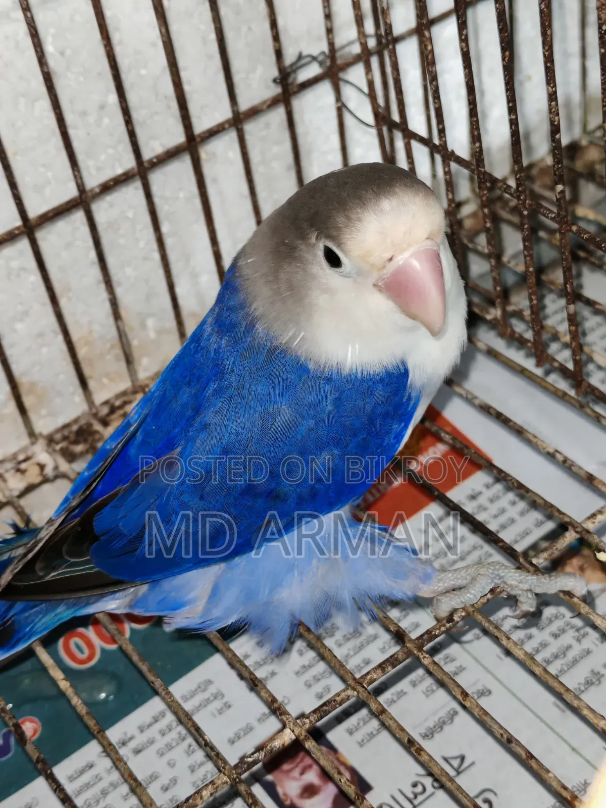 Violet Ewing Fisher Love Bird.
