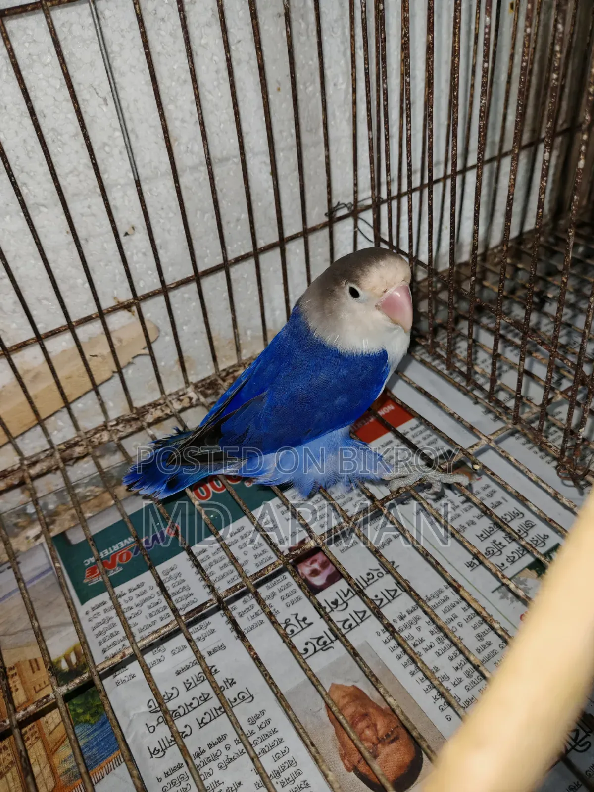 Violet Ewing Fisher Love Bird.