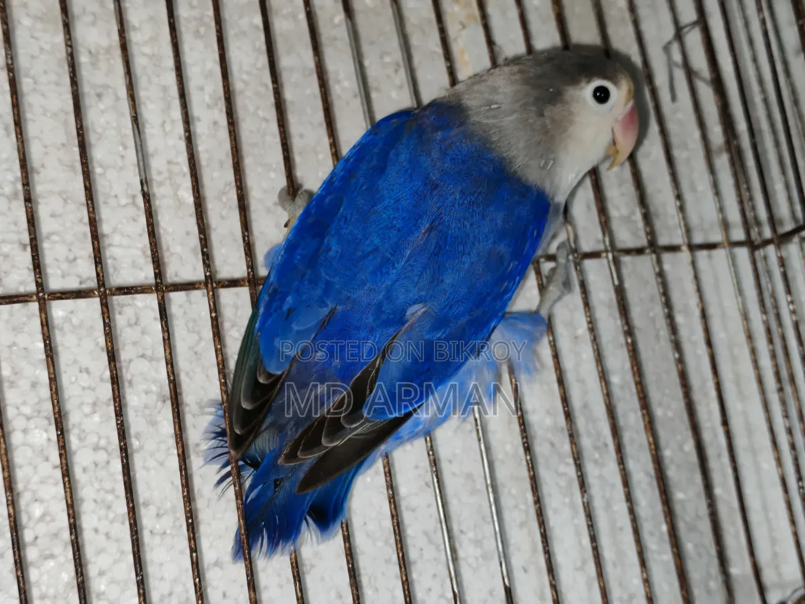 Violet Ewing Fisher Love Bird.