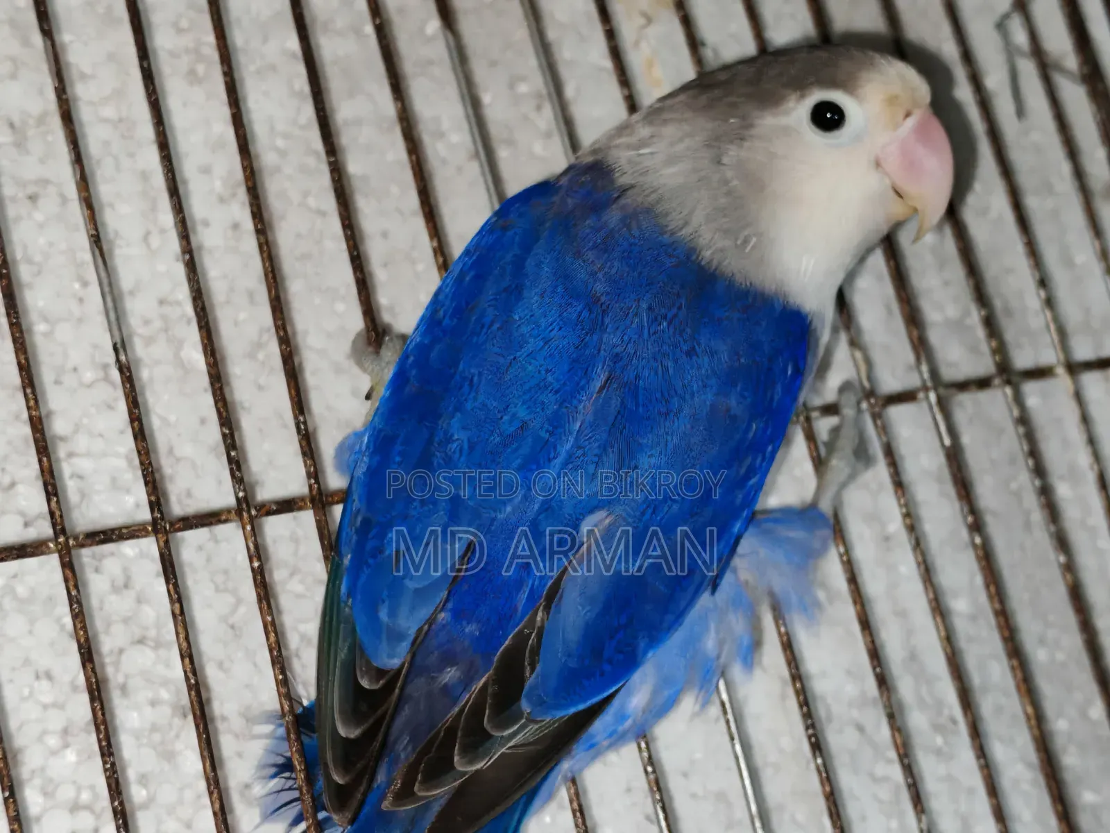 Violet Ewing Fisher Love Bird.