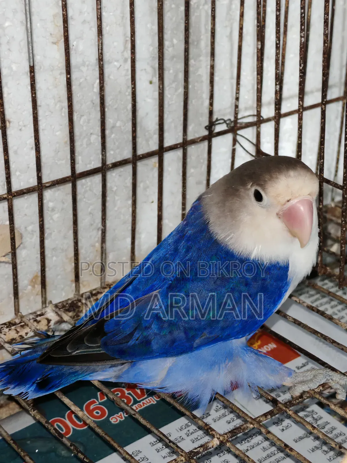 Violet Ewing Fisher Love Bird.