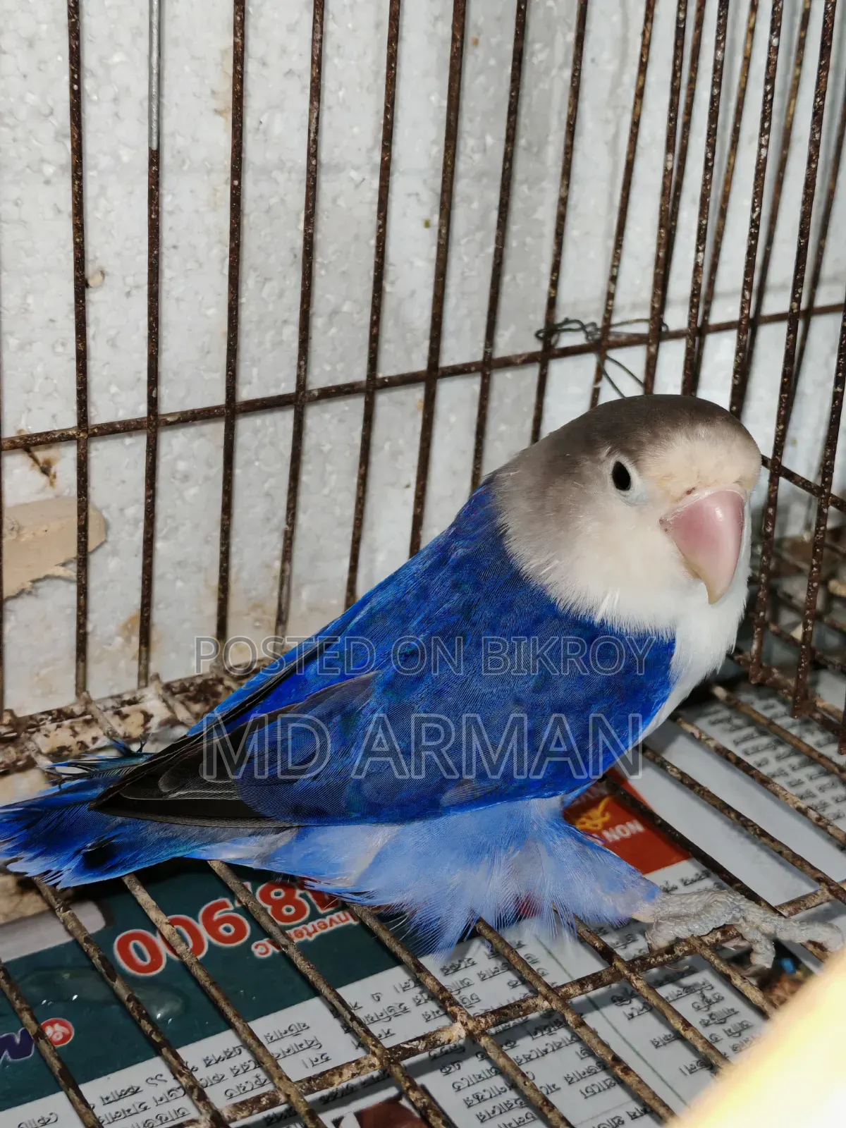 Violet Ewing Fisher Love Bird.