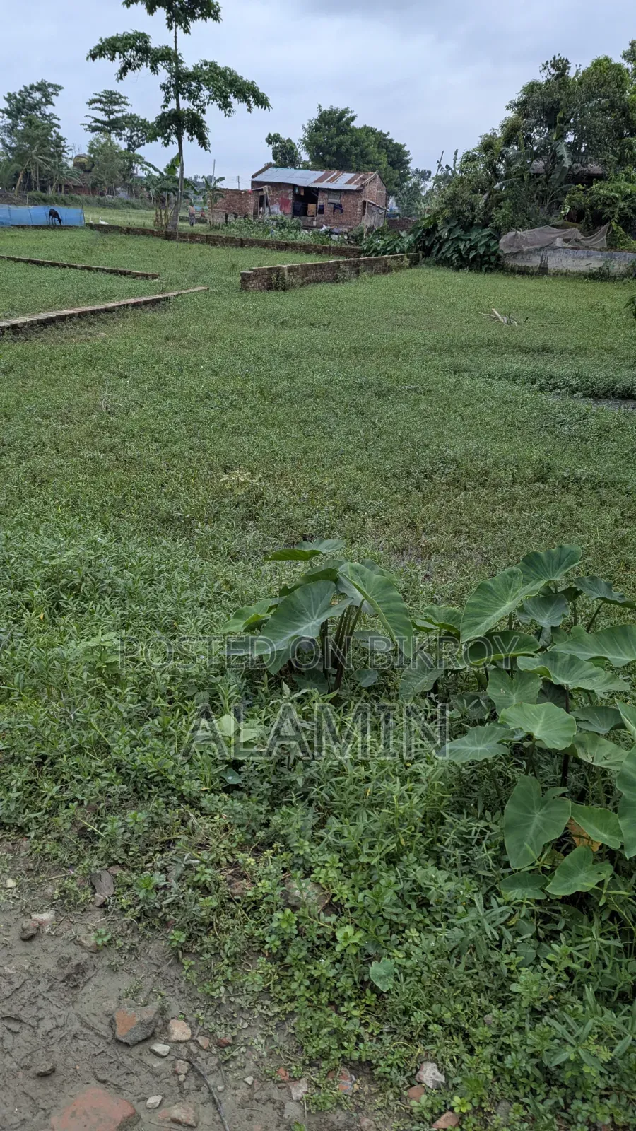 ১০ ফুট রাস্তার সাথে ৫ কাঠা জমি বিক্রয় হবে