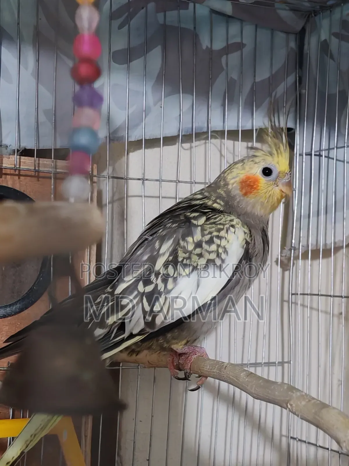 Running Female Cinnamon Cockatiel