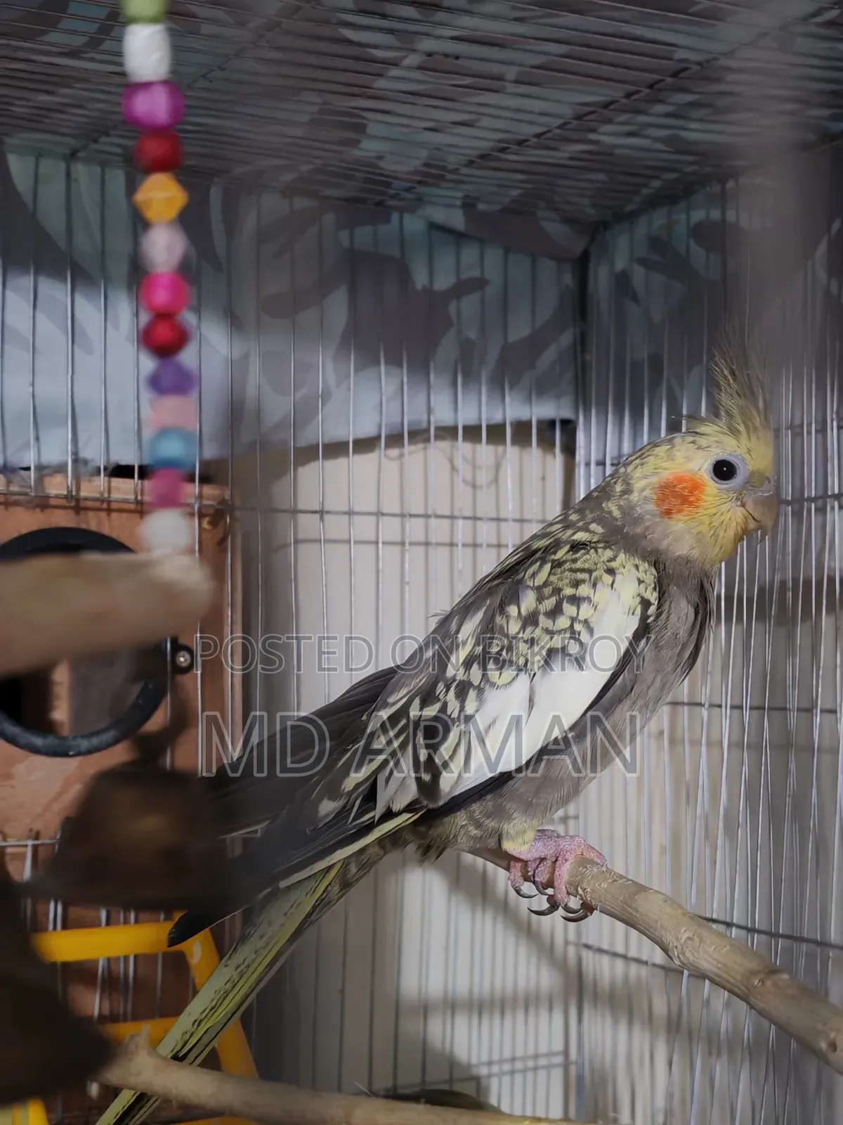 Running Female Cinnamon Cockatiel