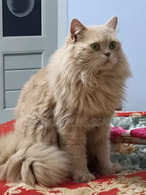 1+ Year Male Purebred Persian