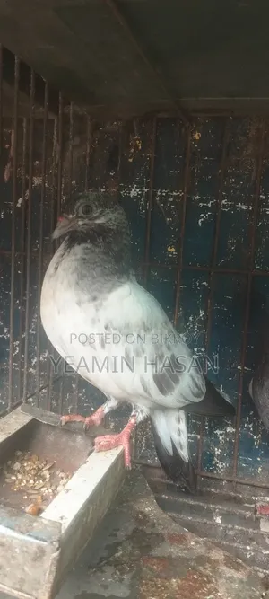 3 Baby Pigeons, fly very well, 100% healthy