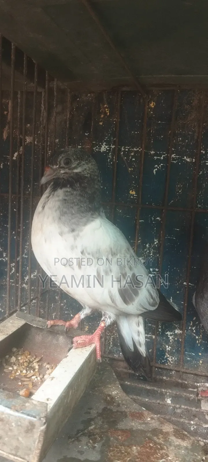 3 Baby Pigeons, fly very well, 100% healthy