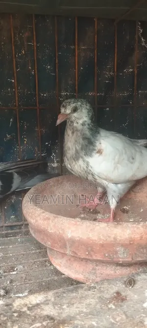 3 Baby Pigeons, fly very well, 100% healthy