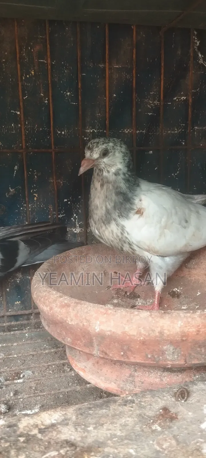 3 Baby Pigeons, fly very well, 100% healthy