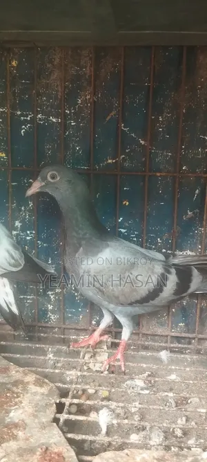 3 Baby Pigeons, fly very well, 100% healthy