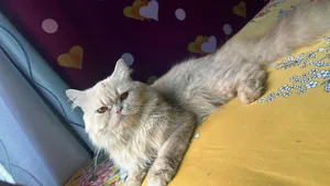1+ Year Male Purebred Persian