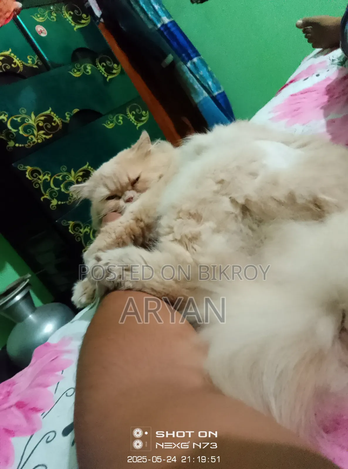 1+ Year Male Purebred Persian