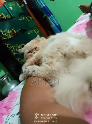 1+ Year Male Purebred Persian