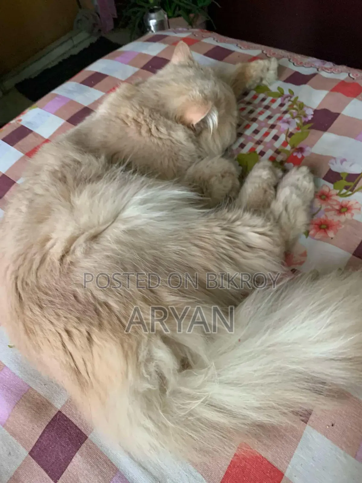 1+ Year Male Purebred Persian