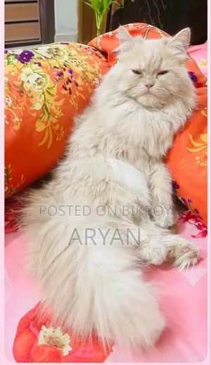 1+ Year Male Purebred Persian