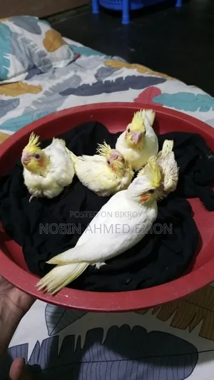 5 Lutino babies for sale