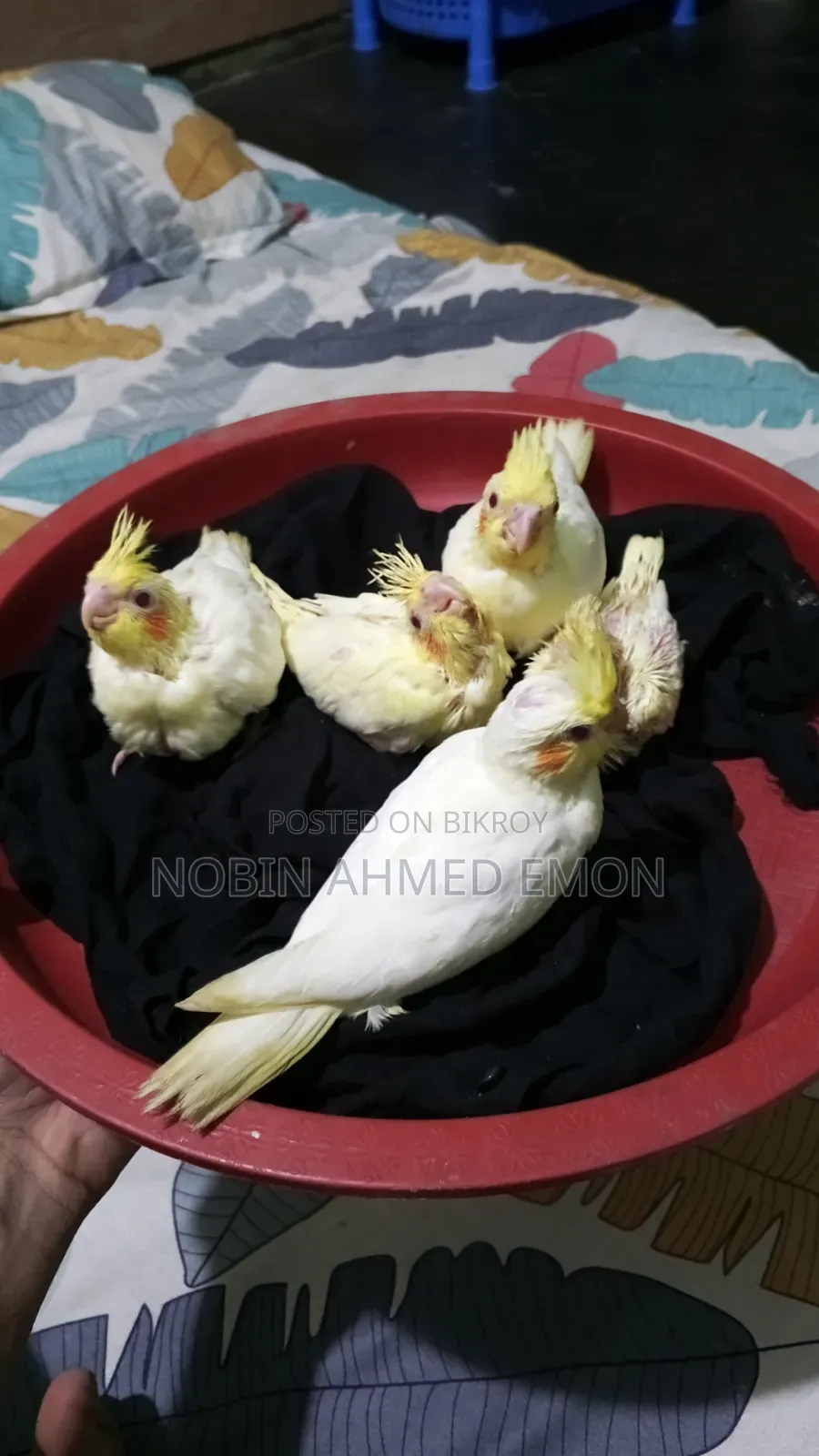 5 Lutino babies for sale